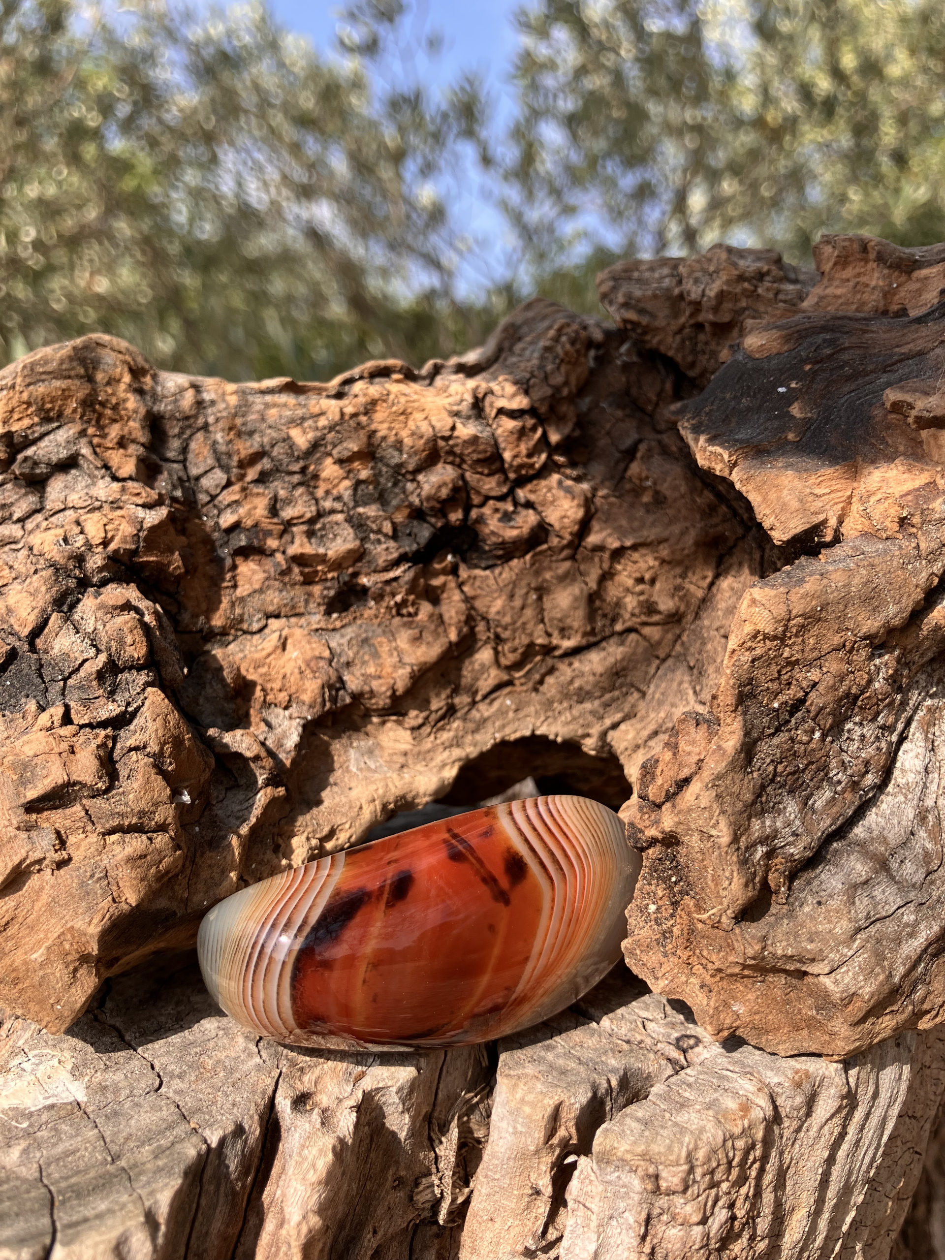 Sardonyx polie